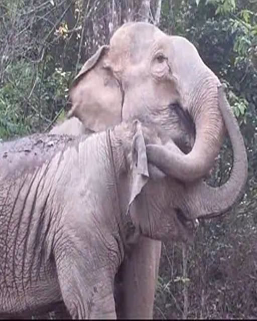 The Day MeBai Found Her Mother Again.