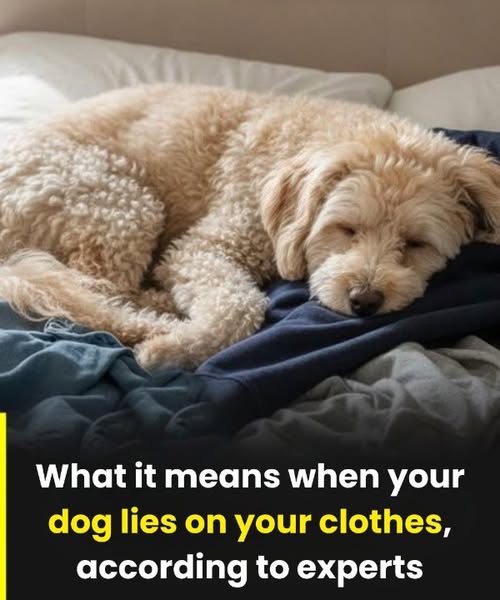 Why dogs sleep on your clothes—and what it really means