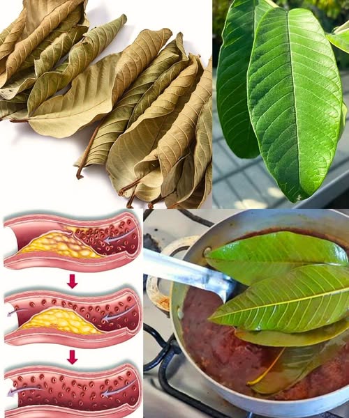 This Leaf for Bl00d Sugar Control: Nature’s Gift for Diabetics