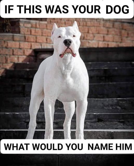 The Imposing Presence: Naming the Dogo Argentino of the Digital Age