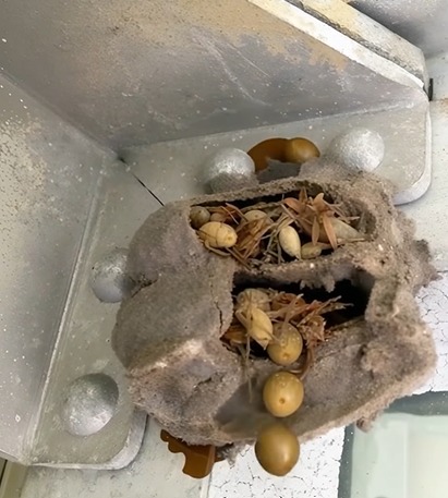 The Forgotten Corner of My Garage Held a Secret from the Past