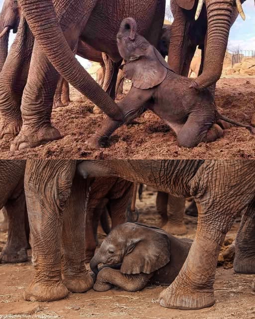 For the first time in eight years, Kenya’s Sheldrick Wildlife Trust orphan herd celebrated a newborn