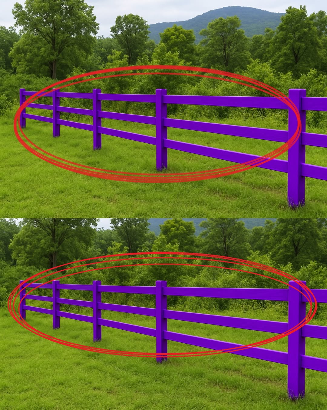 If You See a Painted Purple Fence, This Is What It Means