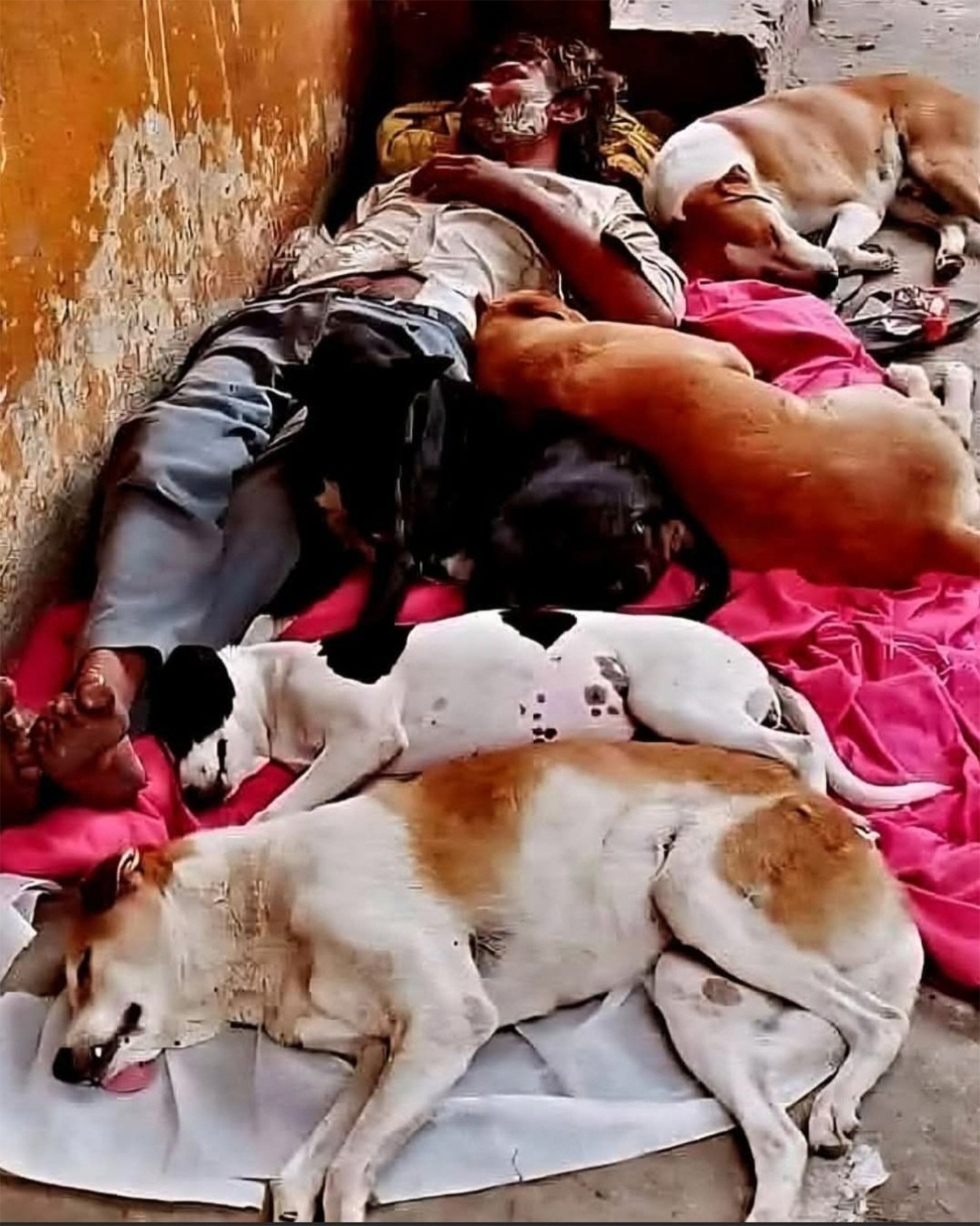“The Homeless Man Who Shared His Heart — and the Dogs Who Never Forgot.”