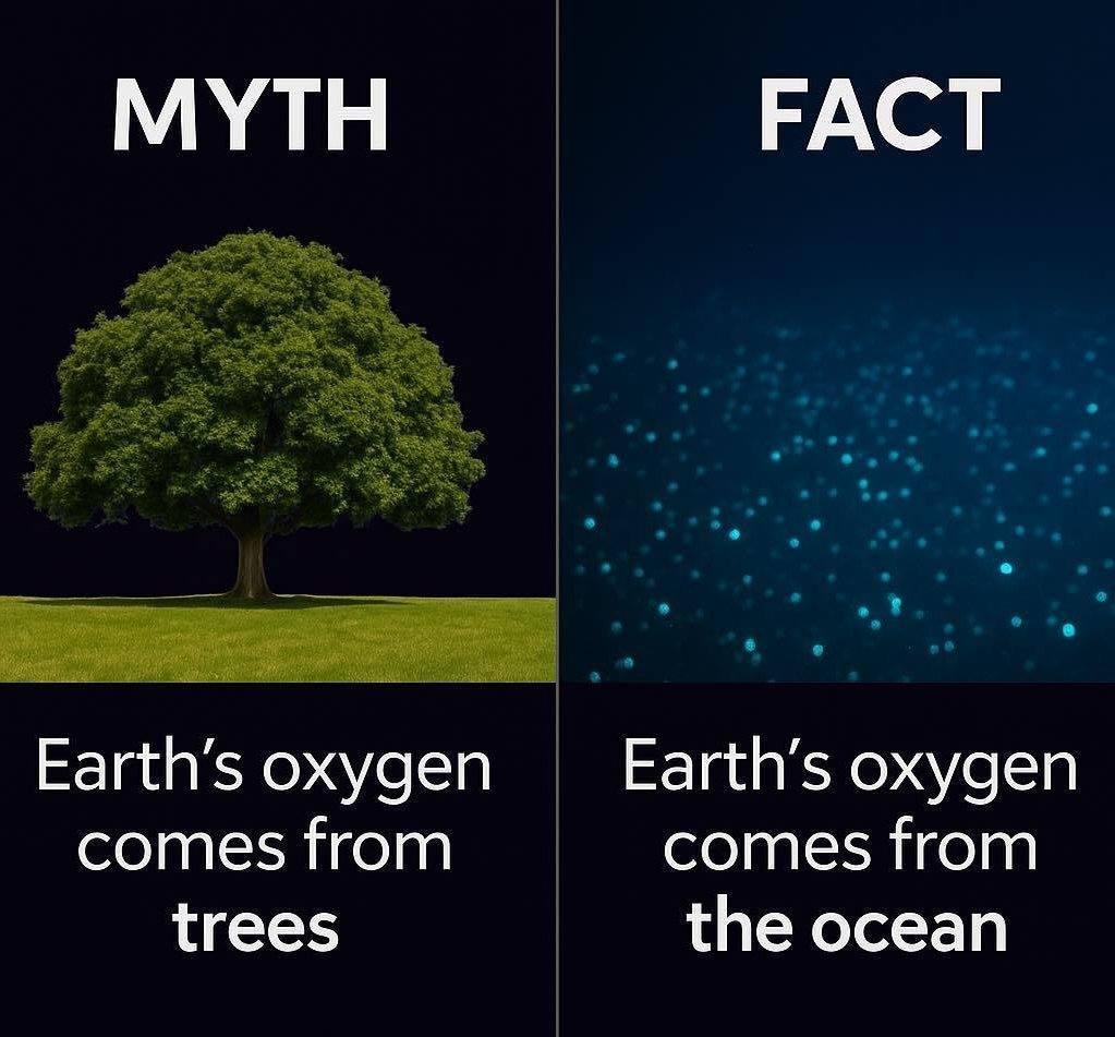 Most of Earth’s Oxygen Doesn’t Come From Trees — It Comes From the Ocean