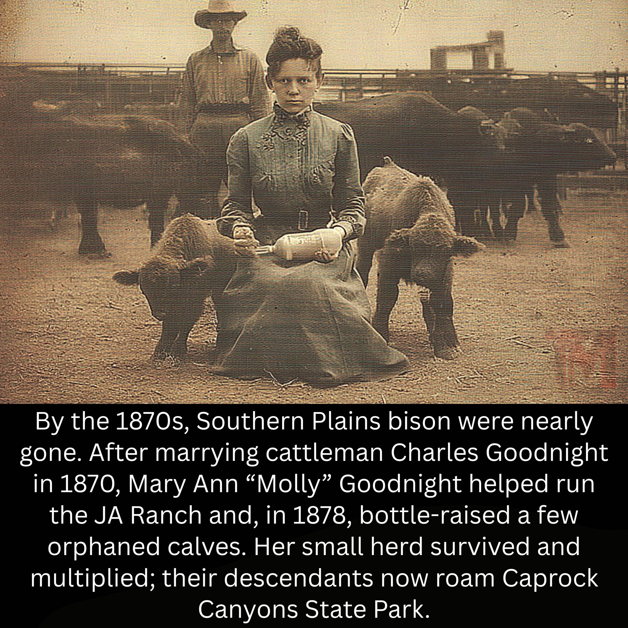 The Woman Who Saved the Bison: Molly Goodnight’s Unlikely Rescue in the Wild West