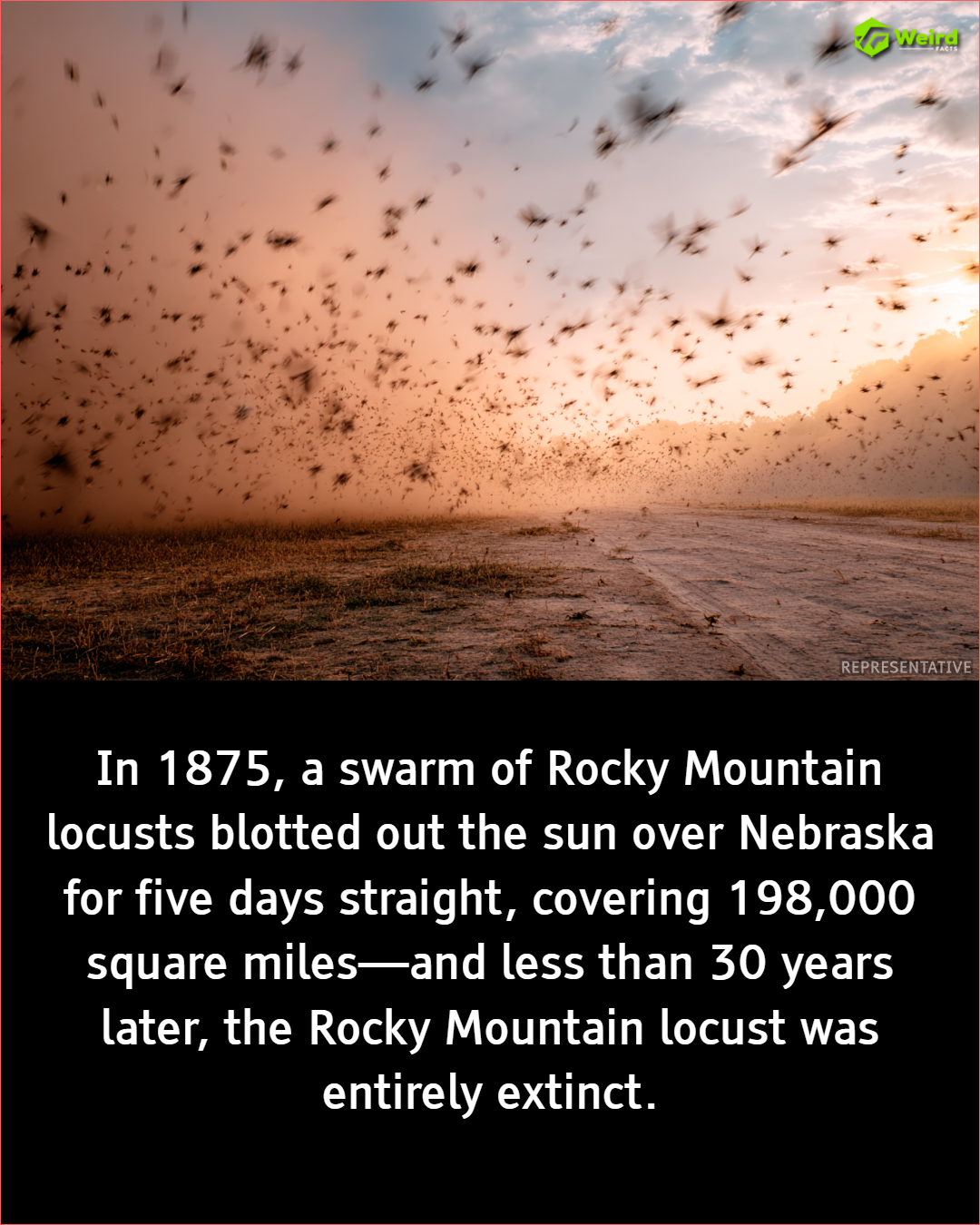 The Day the Sky Fell: Nebraska's Unforgettable Locust Plague of 1875