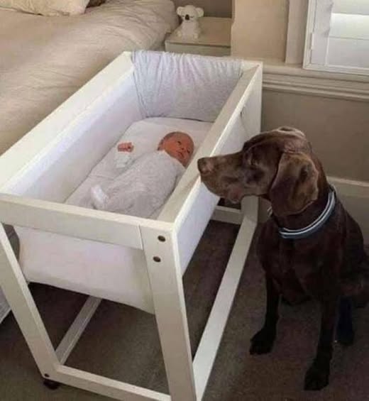 They caught their newly adopted stray dog biting from their newborn baby’s crib in the middle of the night. When they looked more closely at the baby and saw what the dog did, they began to cry: check the comments 👇