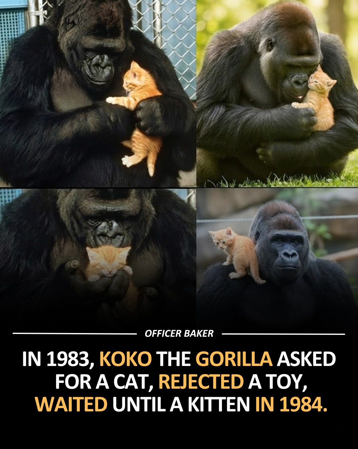 Koko the Gorilla and the Kitten Who Proved Animal Love is Real