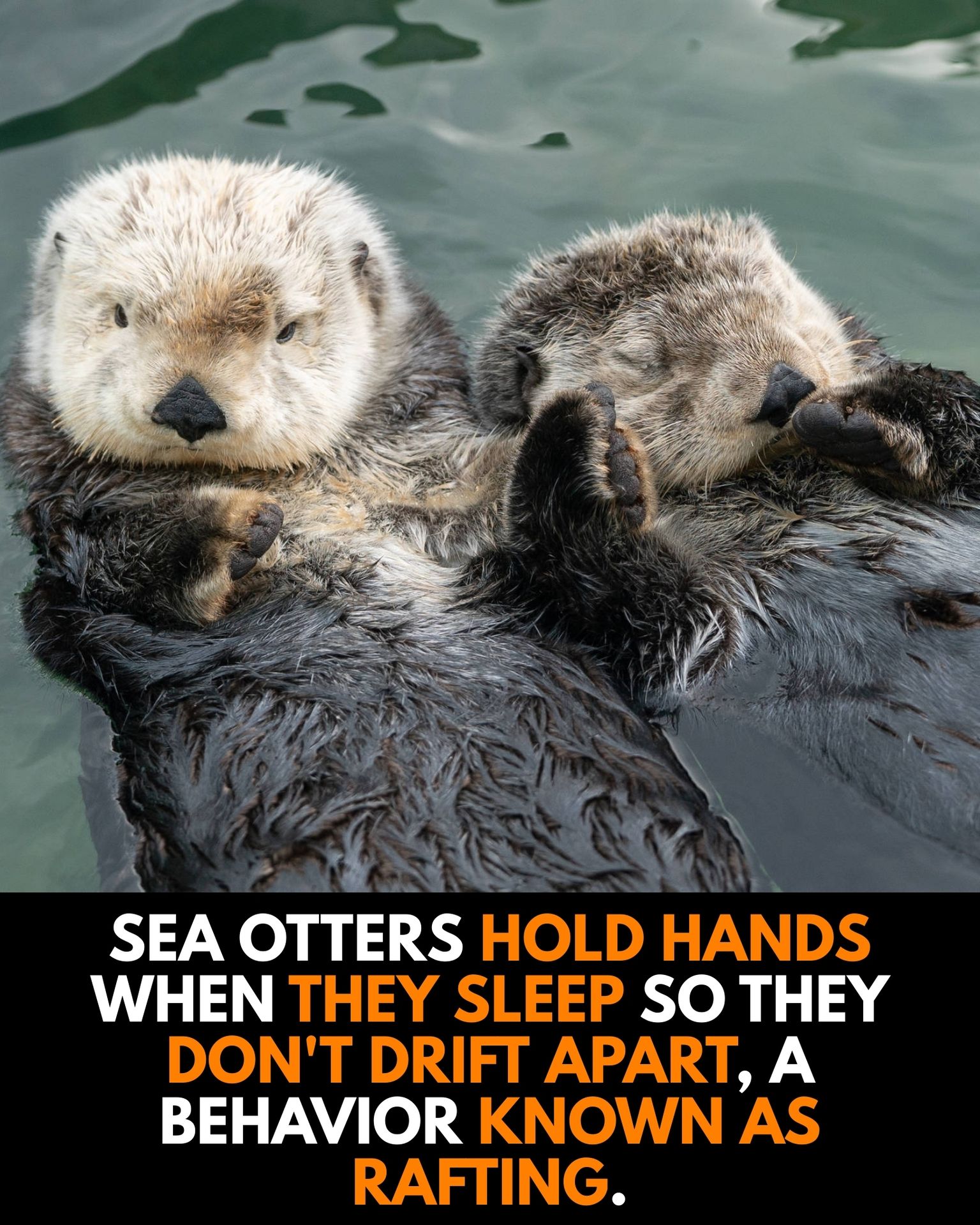 Strength in Numbers: The Fascinating World of Sea Otter Rafts