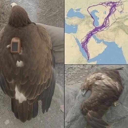 For 20 years, an eagle equipped with GPS puzzled scientists: reco….See below