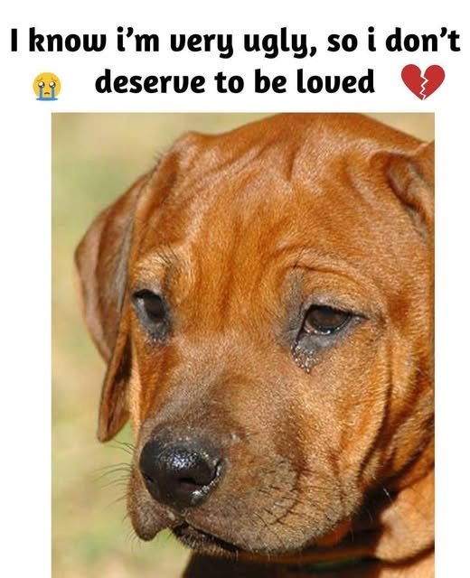 A Heartbreaking Plea: Why Every Shelter Pet Deserves a Second Chance