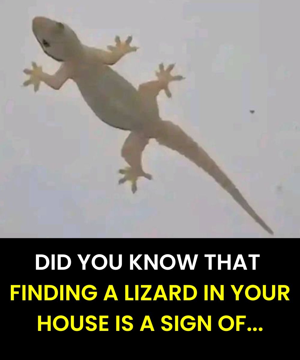 The Spiritual Meaning of a Lizard Entering Your Home Across Different Cultures